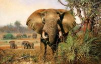 动物大象画